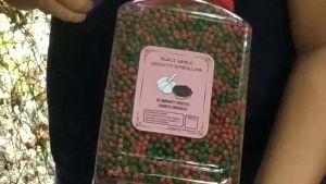 Makanan Pelet Pakan Ikan Koi Growth Spirulina Black Garlic Ekstra Bawang Hitam IKANESIA