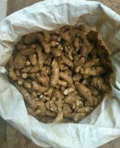 COD 2 Kg Kunyit Putih / (Curcuma zedoaria) Fresh White Turmeric