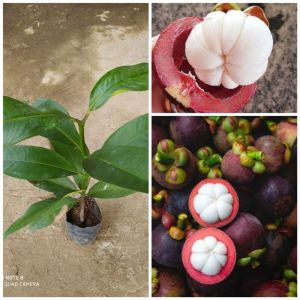 BIBIT MANGGIS | Cepat Berbuah | BIBIT OKULASI / SAMBUNG PUCUK