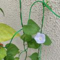 Lưới làm giàn leo, Lưới làm giàn cây leo, Lưới giàn mướp, nho, bầu bí, cây hoa, dưa chuột -Aeneas Shop. 