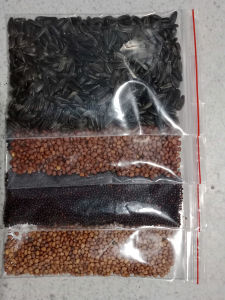 Combo 4 loại hạt giống rau mầm các loại