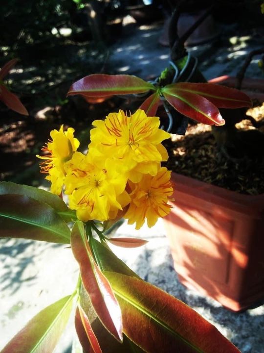 Hoa%20Mai%20C%C3%BAc%20Th%E1%BB%8D%20H%C6%B0%C6%A1ng%20-%20Image%203