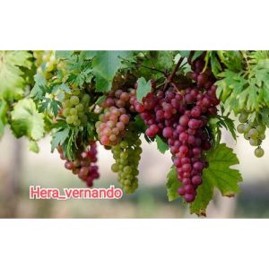 Bibit Anggur Import Merah Super Grafting