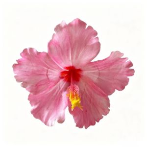 【Ready Stock+COD】STYLETENK Artificial Flower Hibiscus Flower Hair Clip Do Not Hurt Hair Bohemia Style Photo Beach Travel Side Clip Hair Accessories Hearwear for Wedding