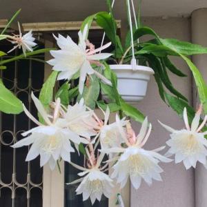 Queen of the Night (Epiphyllum oxypetalum) - - Pokok Wijaya Kusuma - रात की रानी Epiphyllum oxypetalum – Night Blooming Wonder Fragrant White Flower Spiritual Symbol Easy Tropical Climber LIVE PLANT