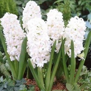 พร้อมส่ง หัวไฮยาซิน Snow Crystal ดอกสีขาว ดอกไฮยาซินธ์ มีกลิ่นหอม Wanthai ขายหัวลิลลี่ ทิวลิป ว่านสี่ทิศ ต้นไม้ฟอกอากาศ