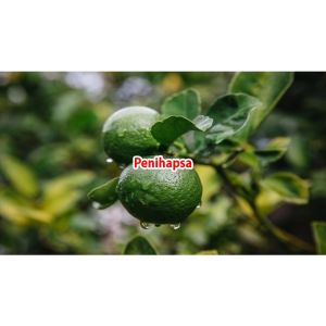 Jeruk Nipis Jumbo Super Cepat Berbuah