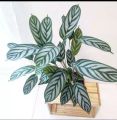 tanaman calathea 5 jenis (Tanaman hias hidup/tanaman hidup/bunga hidup/bunga hidup murah/bunga hias hidup/kembang/cuci gudang tanaman/bunga hias yang lagi viral/tanaman hias bunga hidup asli. 