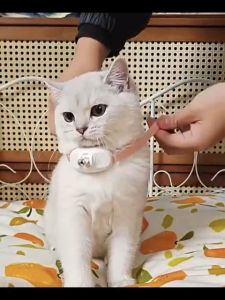 Rechargeable Laser Cat Toy Collar Automatic Infrared Teaser Interactive Kitten Play Device for Indoor Exercise Stress Relief