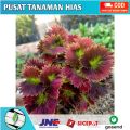 Tanaman hias miyana Miana keriting merah / Miana bulu landak. 