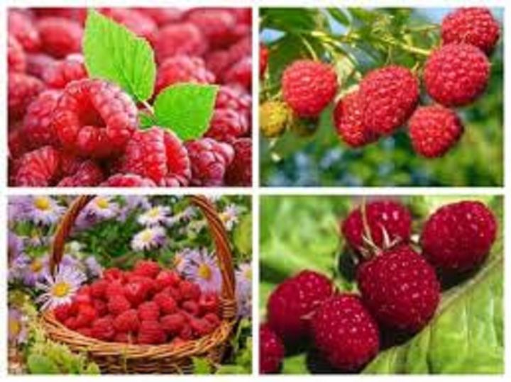 CÂY GIỐNG MÂM XÔI ĐỎ