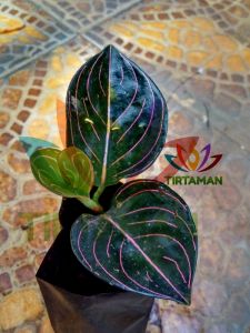 Aglaonema / Aglonema Rotundum Aceh