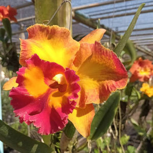 กล้วยไม้แคท สตาร์ออฟสยาม 🌸 เกาะไม้ กอใหญ่ ขนาด 10 ลำต้น กล้วยไม้แคท กล้วยไม้สวยๆ ออกดอกตลอดปี  กล้วยไม้สวยๆ  กล้วยไม้ถูกๆ//Taeng Suan shop