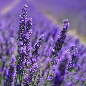 เมล็ดดอกลาเวนเดอร์ จำนวน 50 เมล็ด เมล็ดพันธุ์ดอกไม้ 29 บาท