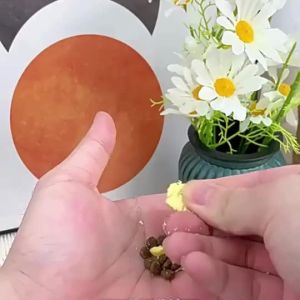 Food Drying Blocks 4pcs Strips Reusable Diatomite Desiccant Cat Food Block Storage