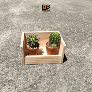 Rail – ชั้นไม้รางวางแคตตัส ทำจากไม้แท้ ดีไซน์มินิมอล มีหลายความยาว