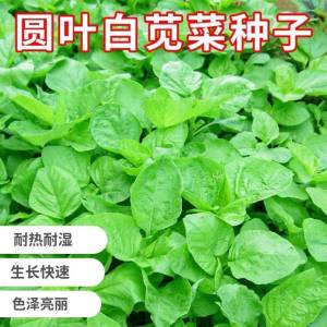 Heat-resistant and easy-to-grow red amaranth seeds 耐热易种红苋菜种子 高产量蔬菜籽 fresh wild vegetable seeds high yield easy to manage新鲜野生蔬菜