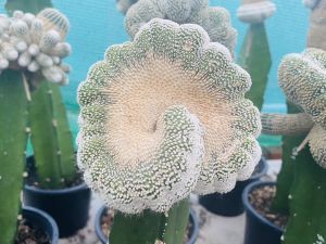 โนโตแคคตัส สโคปา มอนโทรส คริสตาต้า (NOTOCACTUS SCOPA CRISTATA CACTUS ไม้กราฟ ตอสามเหลี่ยม พร้อมส่ง ส่งแบบเคาะดิน