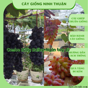 Combo 2 cây nho giống bailey+ ngón tay đỏ dễ trồng sớm trái ( tặng kèm phân bón và tài liệu hướng dẫn cách trồng)