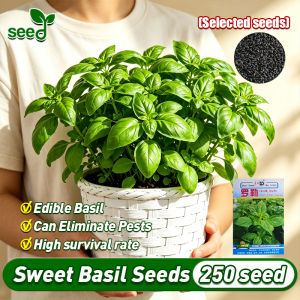 [Selected Seeds] 250pcs/pack High Yield Sweet Basil Seeds for Planting Vegetable Plants (Fast Growing Seeds) Legit Genovese Basil Plant Seeds Garden Balcony Bonsai Basil Leaves Seeds Indoor Potted Basil Live Plant Herbs Seeds Veggie Seeds for Gardening