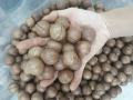 Hạt Macca sấy nứt_ Macca Tươi Thủy (500gr có kèm đồ tách hạt). 