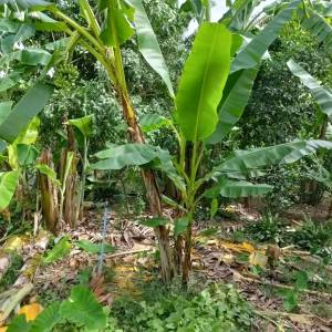 มาใหม่ | หน่อกล้วย หน่อกล้วยไข่ สินค้าขุดตามออเดอร์ สินค้าพร้อมส่ง ปลูกโดยเกษตรกรมืออาชีพ ยาว 30 ซ.ม