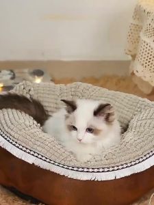 Pet Dog Cat Elizabeth Anti-licking Collar Sunflower Shape Soft Cute Cotton Head Cover Pillow Adjustable Protection Collar