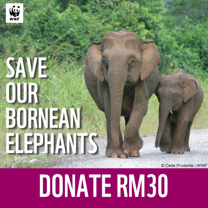 Donate RM30 to Help Save Our Bornean Elephants WWF Malaysia Lazada