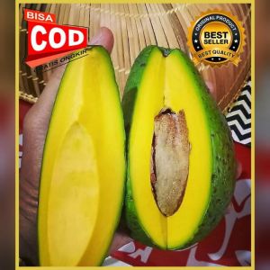 Bibit Alpukat Aligator 100% ORI