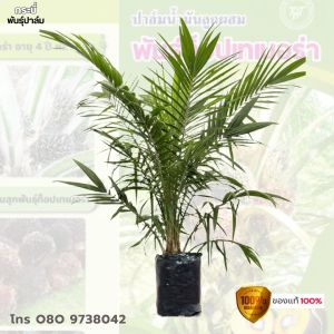 พันธุ์ท็อปเทเนอร่า กล้าปาล์มน้ำมัน โทร 098 0130425