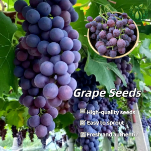 Grape Seeds- Easy to Grow Grape Seeds for Planting High Yield Suitable for novice growers Green Grape Seeds Fruit Seeds for year-round balcony potted plants and small courtyard fruit cultivation