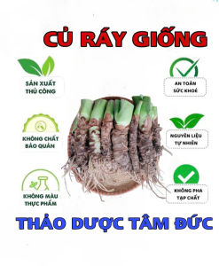 combo 10 củ ráy voi giống trồng cảnh