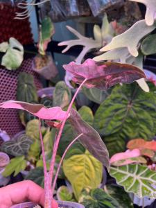 [Alocasia] Pseudo Sanderiana Bull Pink Variegated Keladi Premium Selected Home Plant Rare Plants 海芋锦