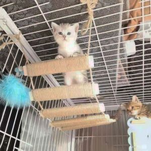 CARING PETS Sisal Sisal Rope Cat Ladder Wear Resistant Wall Mounted Cat Step Scratcher Post Kitten Climber Shelves Wood Cat Scratcher Shelf Cats Cage