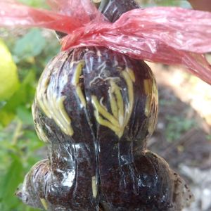 กิ่งพันธุ์มะนาวแป้นรำไพส่งจากบ้านพ้วเป็นแบบตุ้มตอนรากเยอะกดซื้อครบ 3 กิ่งแถม 1 กิ่ง