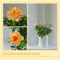 กุหลาบ สีน้ำผึ้ง โกลเด้นท์ บุดด้า Golden Buddha Rose(อเมริกา). 