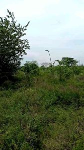 JARING BURUNG CRUCUKAN #10 JARING BURUNG TRUCUKAN JARING BURUNG CRUCUK JARING BURUNG TRUCUK JARING BURUNG TRUCOK JARING BURUNG TROTOK JARING BURUNG CUCAK JARING MANUK CUCAK JARING JEBAK BURUNG TRUCUKAN ALAT JEBAK BURUNG ALAT PIKAT BURUNG JARING PIKAT BURU