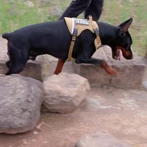 Large Dog Tactical Harness Outdoor Anti-Escape Lightweight Medium and Large Dog Harness Reflective Dog Leash