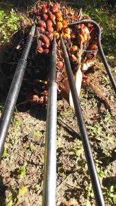 Palm Oil Harvesting Lifter SamLee M2222 / Besi Chang Sawit / Sai Sawit / Loading Spike Sawit