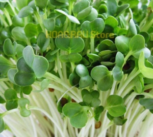 Hạt giống CẢI MẦM - 100Gram - Phú Nông - Hoa và Rau Store - Cải Mầm - Rau Mầm