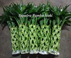 Bambu Hoki / Bambu Rejeki / Lucky Bamboo Model Kepang 30 Tinggi 40-45cm