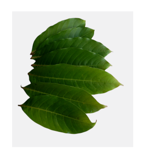 Crafty BANABA LEAVES PACK 100G fresh