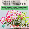 ADENIUM MIX SOIL 富贵花专用泥 沙漠玫瑰泥土 沙漠玫瑰 富贵花 adenium plant soil Bunga Kemboja Specialist Adenium Planting Soil Potting Mix. 