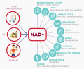 อาหารเสริมเพื่อสุขภาพ NAD+ Cell Regenerator™ Nicotinamide Riboside 300 mg 30 Capsules - Life Extension. 