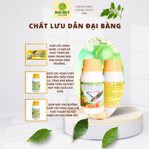 PHÂN BÓN CHẤT LƯU DẪN ĐẠI BÀNG – TĂNG ĐỘ BÁM DÍNH - MAI HUY SINCE 2008