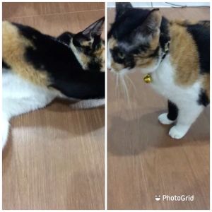 Elastic Cat Collar ปลอกคอนิรภัยสําหรับน้องแมว รุ่น LittLe TiGeR