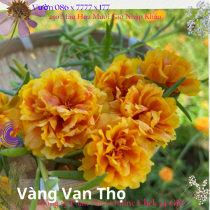 Hoa Mười Giờ Vàng Vạn Thọ Màu Mới 0867777377