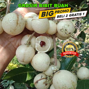 Bibit Klengkeng Matalada | Pohon Kelengkeng Mata lada Berbuah