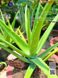 [SHIP TÁCH CHẬU_BẦU] COMBO 05 Cây nha đam giống Thái_Mr.Tấn cây cao từ 30-40cm chuẩn giống F1 GIỐNG BẸ TO cho năng suất cao.