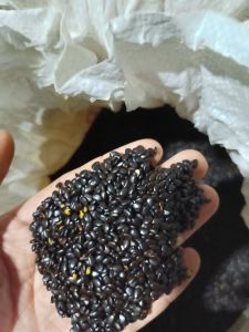 Hạt giống cây keo lai trồng rừng